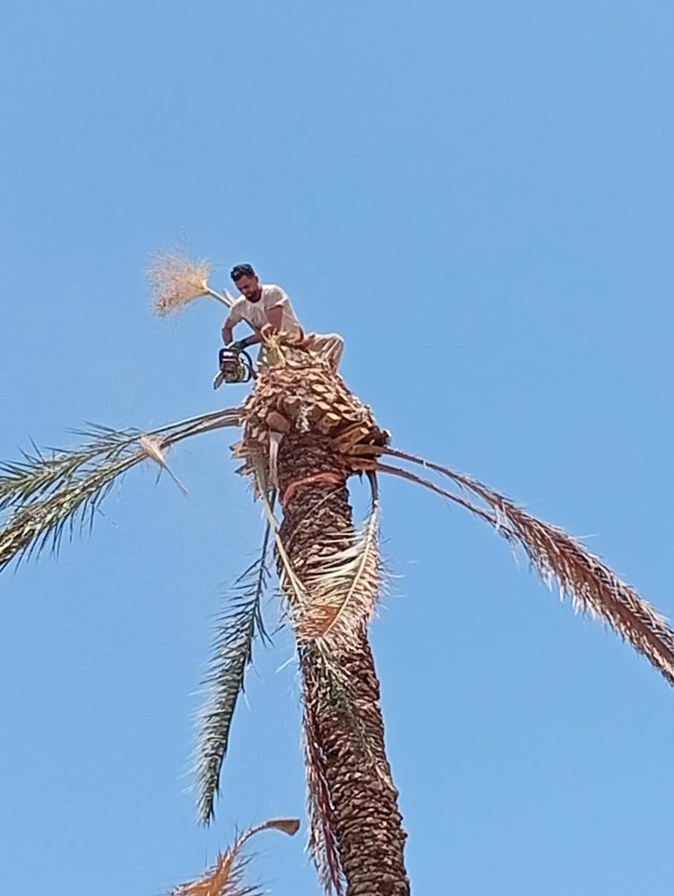 السلام عليكم يوجد قطع أشجار نخل رقم الموبايل ***********
