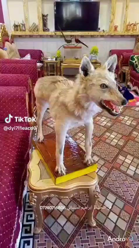 ذيب محنط للبيع كل اعضائه نفسهن موجودات بس العيون اصطناعيه
للاستفسار اتصل ‭0774 831 9779‬
