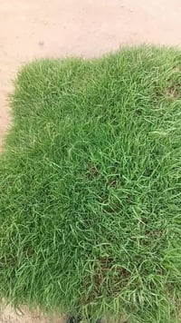 ثيل هندي • نضافه فوول • ديالى الخالص