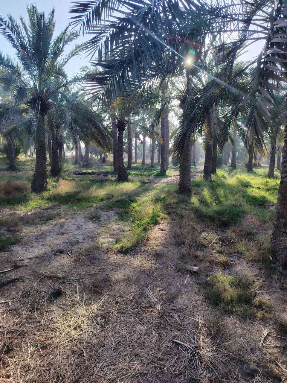 السلام عليكم بستان للبيع في قلعه سكر كله نخل مع 14دونم يقع على الشط قرب معمل طابوق صدر شط/ 5دونم /البنص 4دونم / بدايه شارع 3دونم /والبانيه تطلع 2دونم /كهرباء وشارع سبيس وماي كله جاهزه حبايب گلبي السعر والاستفسار على الرقم (ملاحضه حبايب گلبي اني مكلف بنشر /اتصل على الرقم ***********
