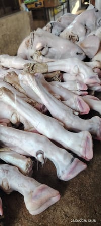غنم • عجل • حي العامل