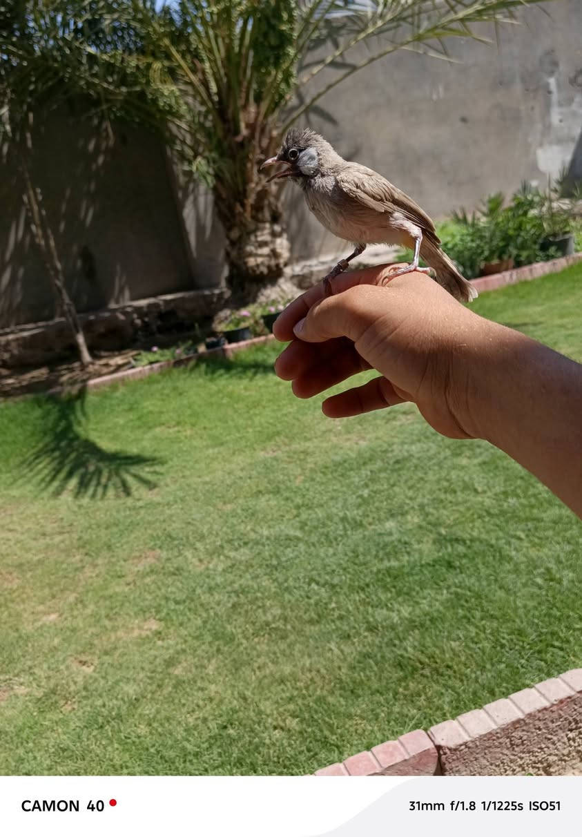 السلام عليكم شباب عندي هذا بيع بلبل ب
30,000 بصحه جيده واليف طينه


**إذا كنت صاحب هذا الإعلان وتريد حذفه لأي سبب، رجاءا أرسل رسالة إلى الدعم الفني**