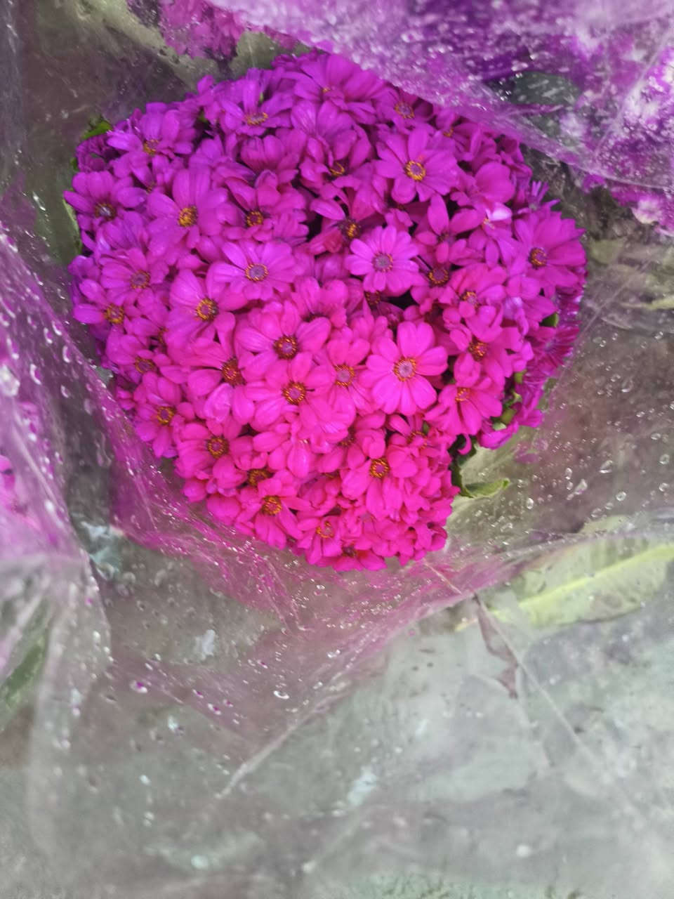 اللهم صلي على محمد وال محمد ❤️
جمعه مباركه عليكم 
تم بعون الله وصول نباتات 
الاشجار الخارجيه والداخليه 
العنوان شهربان حي العصري بصف المستشفى العام


**إذا كنت صاحب هذا الإعلان وتريد حذفه لأي سبب، رجاءا أرسل رسالة إلى الدعم الفني**