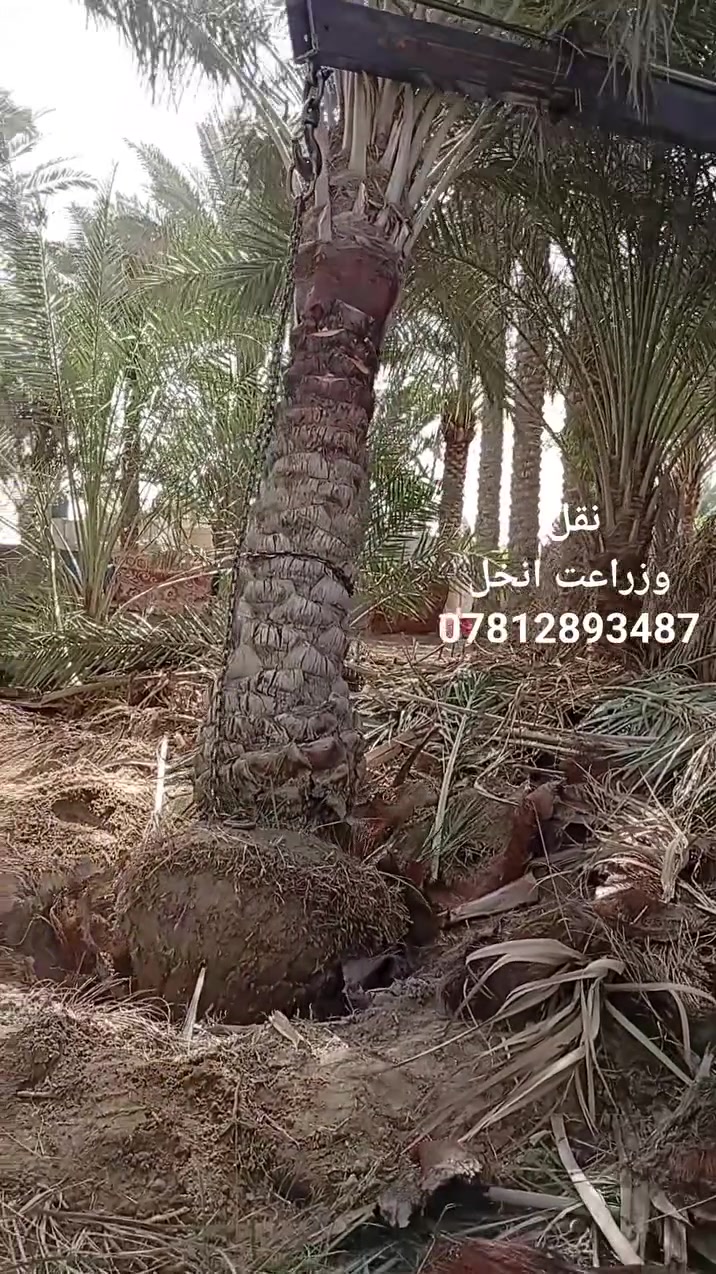 مشتل الوادي الأخضر
***********
