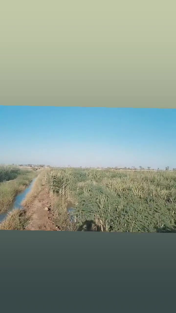السلام عليكم
اذره مع سبينيه كلش عالي زرعها ضمان مساحه ٦ دونم فرع الإمام شاخه ٤ 
***********رقمي
