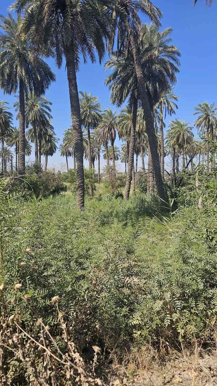 السلام عليكم🇮🇶 (٢)دونم  شاطئيه طابو زراعي سند خمسه وعشرين تحويل مباشر باسم المشتري في بغداد الفحامه قرب جزيرة بغداد السياحيه تبعد دقيقه واحده عن باب الجزيره الثالث الواجهه عملاقه (٧٨م) بالامكان للمستثمر استثماره بمشاريع كثيره حتى المشاريع بالامكان القيام بها فقط عليه راس المال على الشارع الرئيسي التجاري وكما تعرفون هذا الشارع له اهميه كبيره لما يمتاز من مؤهلات مستقبليه وحيويه النزال (٦٥م) للاستفسار الاتصال على الارقام الاتيه الليث الحياني (***********)(***********)بعض الاخوه يسأل عن عدم ذكر السعر احد الاسباب هي من اجل فتح باب اوسع من خلال التواصل فاذا ذكرنا السعر سوف تكتفي بمعرفة السعر وبالقارنه مع امكانيتك سوف تقوم بمغادرة العرض ولكن نحن لدينا الكثير من العروض ممكن تقديمه لحضارتكم من خلال اتصالكم لمعرفة السعر ونحن بدورنا سوف نقوم بتقديم العروض التي تتلائم مع امكانياتكم اسف على الاطاله تحياتي لكم اخوكم العقاري الليث الحياني***********.                                                             ***********
