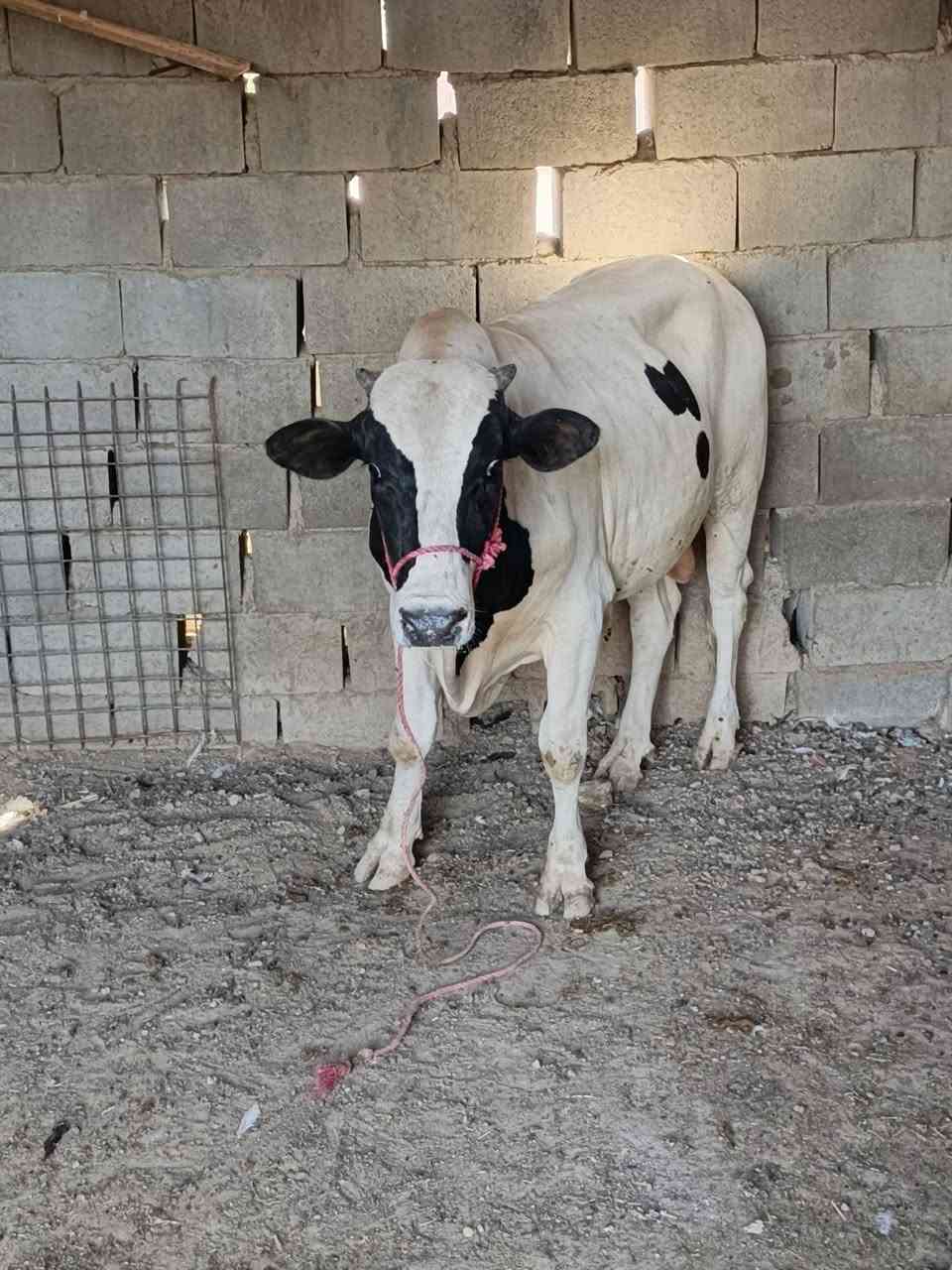 سلام عليكم هاذه عجل مال علف مال بيت سعره مليونين و600وبيه مجال الشراي
***********
