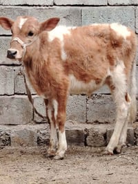 للبيع حولي جنس هولندي اصلي يرهم ربط وجنيه عمرو 5 أشهر وشرط النصاحه الس...