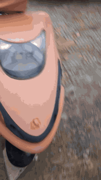 فراشة دولفين • شغّالة • كنعان