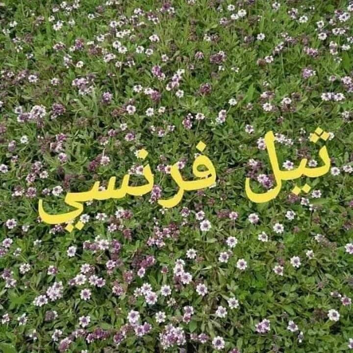 توفر ثيل بكل أنواعه في مشتل نوروز 
خاطر تاخذ الثيل الي يفيدك مكتوبة تفاصيل الثيل ومميزاتة وأسعارة موجودة تحت كل صورة 
عنوانا : ذي قار ـ رفاعي ـ مقابل جامعة سومر كلية الطب 
للأستفسار والأتصال : ***********
