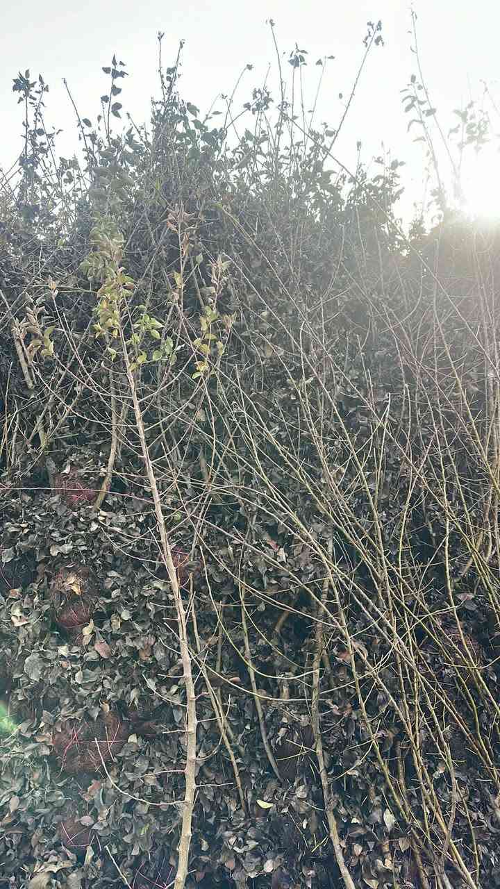 كلشي وكلاشي موجود وبأسعار تنافسية
النفضيات بمختلف أصنافها واحجامها متوفرة 

خوخ 🍑 
كوجه 
مشمس 
تفاح 
عرموط 
كاكي
الو
تكي 
تين
رمان 
كالبتوز 

وكلشي متوفر 

بمشتل الرياحين 😍 الأسعار تعجبك أن شاء الله 😍

عنواني / حله - رارنجيه 

للأستفسار 

***********
