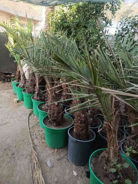 السلام عليكم يوجد الدينا برحي ومجهول وكرنفلي وكافة انواع النخيل لاتصال ع الرقم ***********
