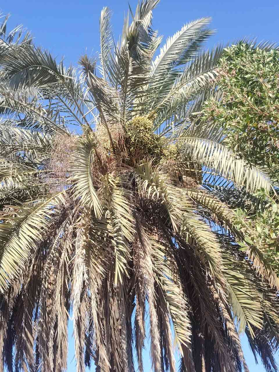مزرعه تحتوي علا أشجار نخيل مثمره  علا من لديه الرغبه تضمين النخل أكثر من ٥٠ نخله
الاستفسار *********** واتساب متواجد
المكان بغداد الغزاليه
