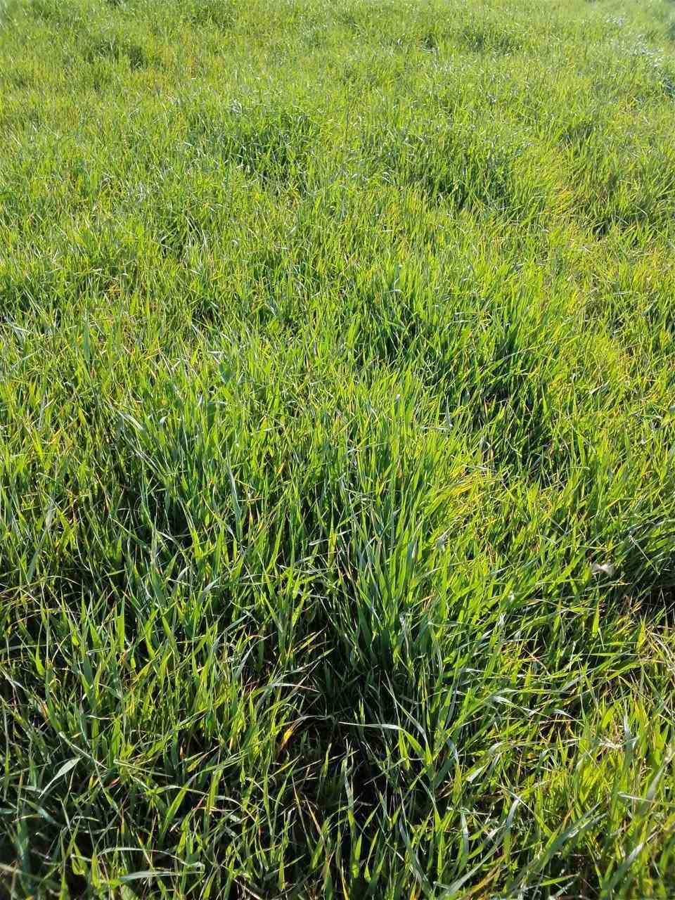 السلام عليكم 
زرع للبيع الاستفسار ‏‪***********‬‏
