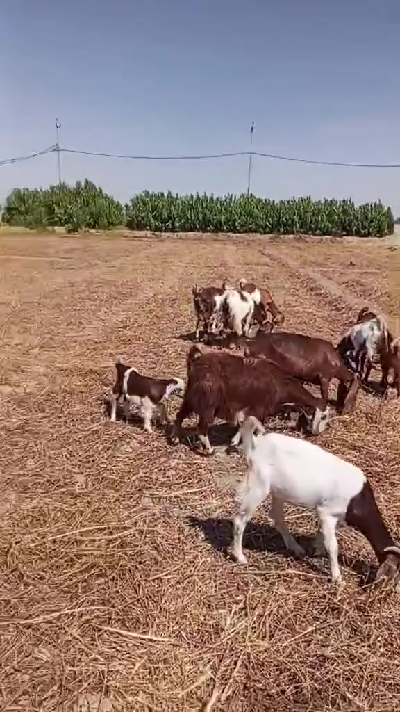 الحلال للبيع الاستفسار اتصل ***********
