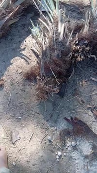 يوجد فسلان زهدي أحجام حلوه ويوجد ملون اتصل ودلل اسعار حلووه07833776343