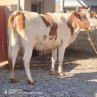 بقرة هولندية • عشار ٨ أشهر • درجة أولى