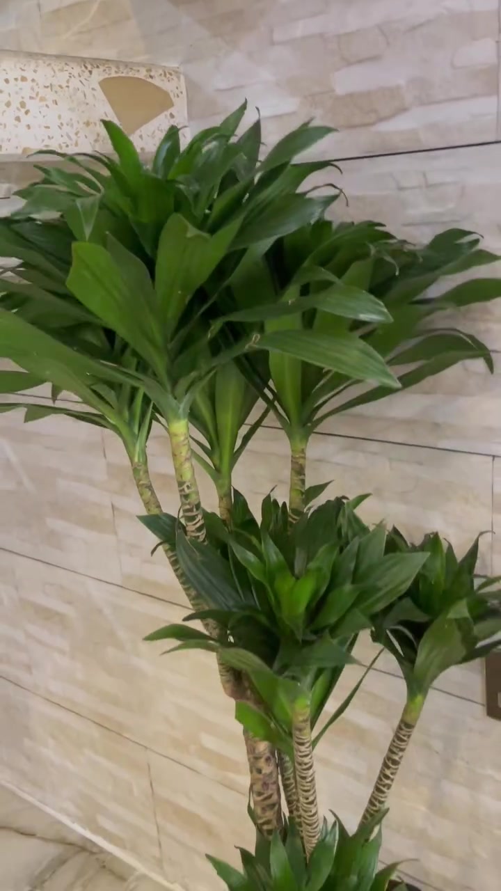 زۆر تەندروستە  بیتمۆزو مەرکانەکەی نوێیە هەر حەفتەیەکە چاکراوە دەیفرۆشمەوە بە ٧٥٠٠٠ لە هەولێر


**إذا كنت صاحب هذا الإعلان وتريد حذفه لأي سبب، رجاءا أرسل رسالة إلى الدعم الفني**