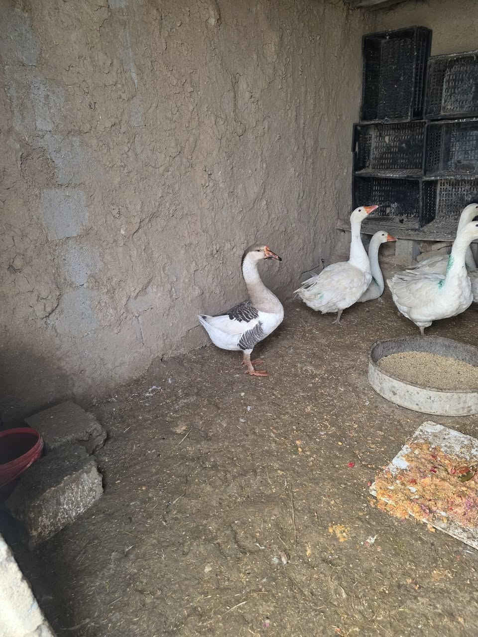 دوو قاز نیرە 8کیلۆن لەکەلارە ***********
