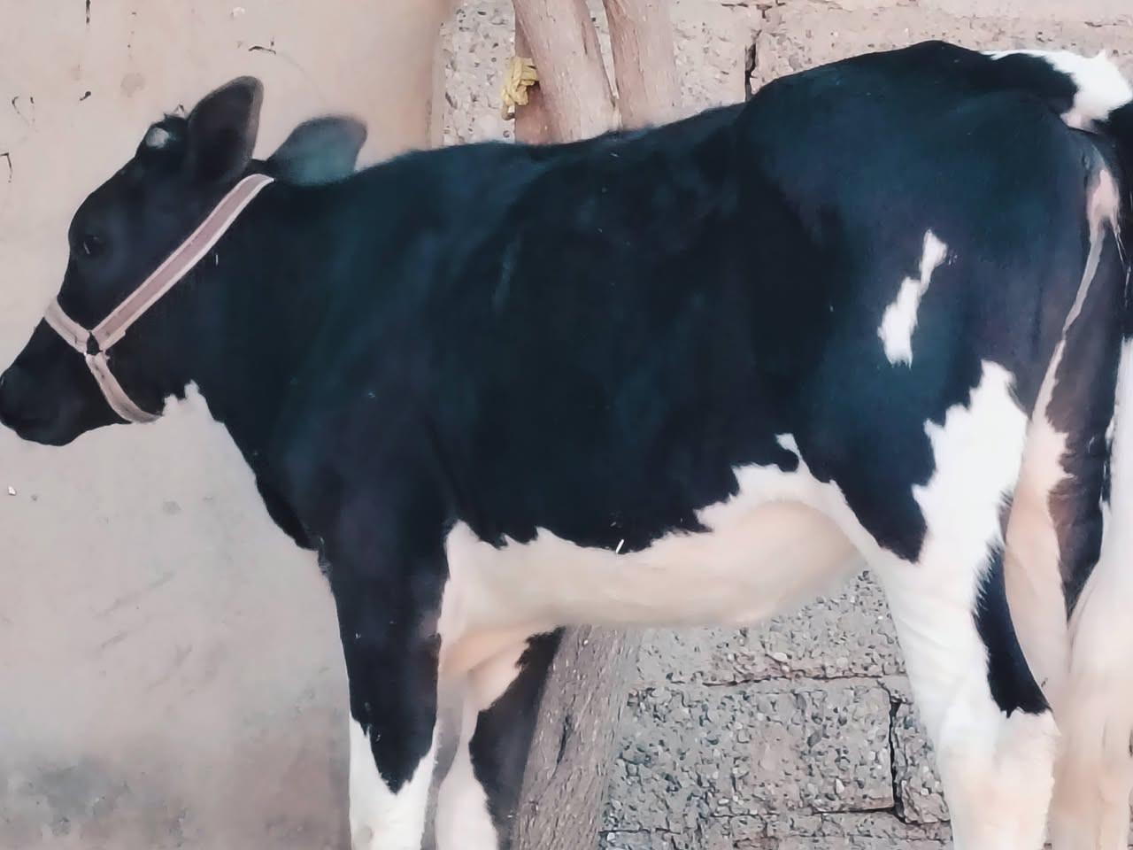بسم الله ماشاء الله
بچر كاملة على باب صراف 

فريزي الاصلي ام الصرة 

بچر خشنة فول رقم واحد 

بچر درجى اولى  مال جنيه   

شرط اچل وشرب ونصاحة فول 

المكان  صلاح  الدين الشرقاط الخضرانيه

***********
***********
