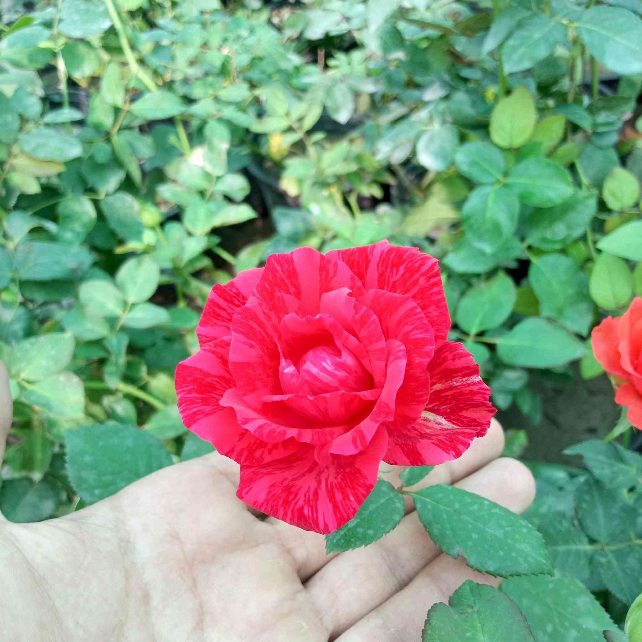 🌿✨ جديدنا يوصل… والذوق العالي يبان ✨🌿

وصلتنا تشكيلة راقية من النباتات المختارة بعناية
حتى تعيش أجواء الطبيعة الحقيقية بحديقتك 🌸

ألوان مبهرة، روائح عطرية فواحة، وأنواع تناسب كل مكان
منها الزينة، ومنها الظل، ومنها العطري اللي ينعش الجو ويغيّر المكان بالكامل 🌿🌹

📍 واسط – صويره، قرب محطة أم وليد
🚚 توصيل متوفر داخل وخارج المنطقة

📞 للاستفسار والحجز:
***********
***********

حياكم الله 🌿 نورتونا… وتشرفنا بزيارتكم داخل المشتل 💚

