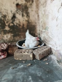 دجاجه كرك للبيع جواها 15بيضه رقم واتساب07783138582