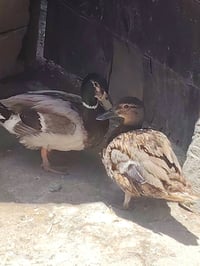 زوج خضيري • بري • الهوير شلهت الحجاج
