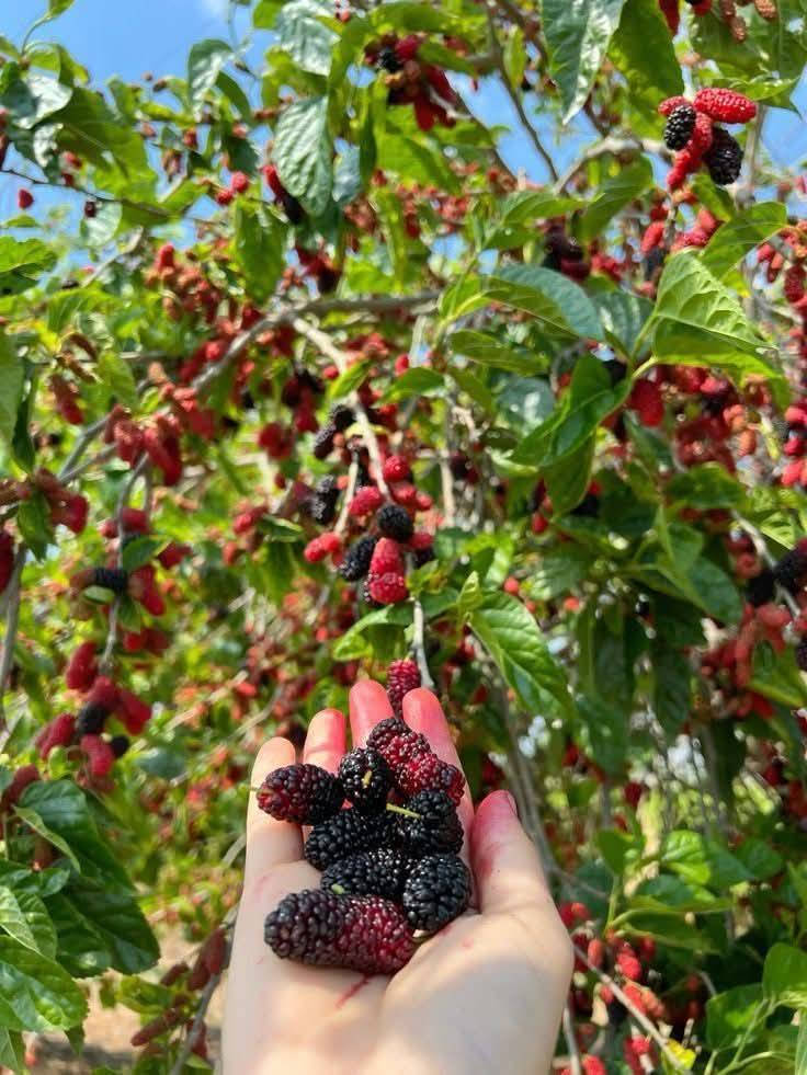 تكي كندي ارتفاع مترين إلى متر ونص 
🟥السعر 4000
🟥 عمر الأشجار 2 سنه
⬛️ ارتفاع الأشجار  متر و نص و مترين ونص 
⬛️الاول سنە یحمل
🟥 مناسبة للطقس البارد والحار والحار جدًا
⬛️ تنضج الثمار في الصیف و الخریف
🟥 تنمو أشجار تکي في جميع أنواع التربة

للحجز و الطلب
واتساب: ***********

 لدينا خدمة توصيل إلى جميع المناطق العراق كميه فقط 

عنواننا:  كربلاء قضاء الحسينيه منطقة الابراهيميه  #الجميع
