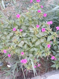 تدريس خصوصي • رياضيات • زراعي السكك