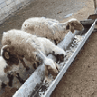 مطافيل • زوج • حي العصري