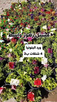 عروض الجمعة • مشتل زهور • توصيل داخل الكوت