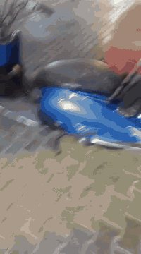 انتيكا البيع💁💜
السلام عليكم درجه جوكر البيع او مرواس حسب الاتفاق 
‏‪***********‬‏مكان شارع الوكفه
