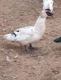 فحل مصري حايل  للبيع ب15 07809424306