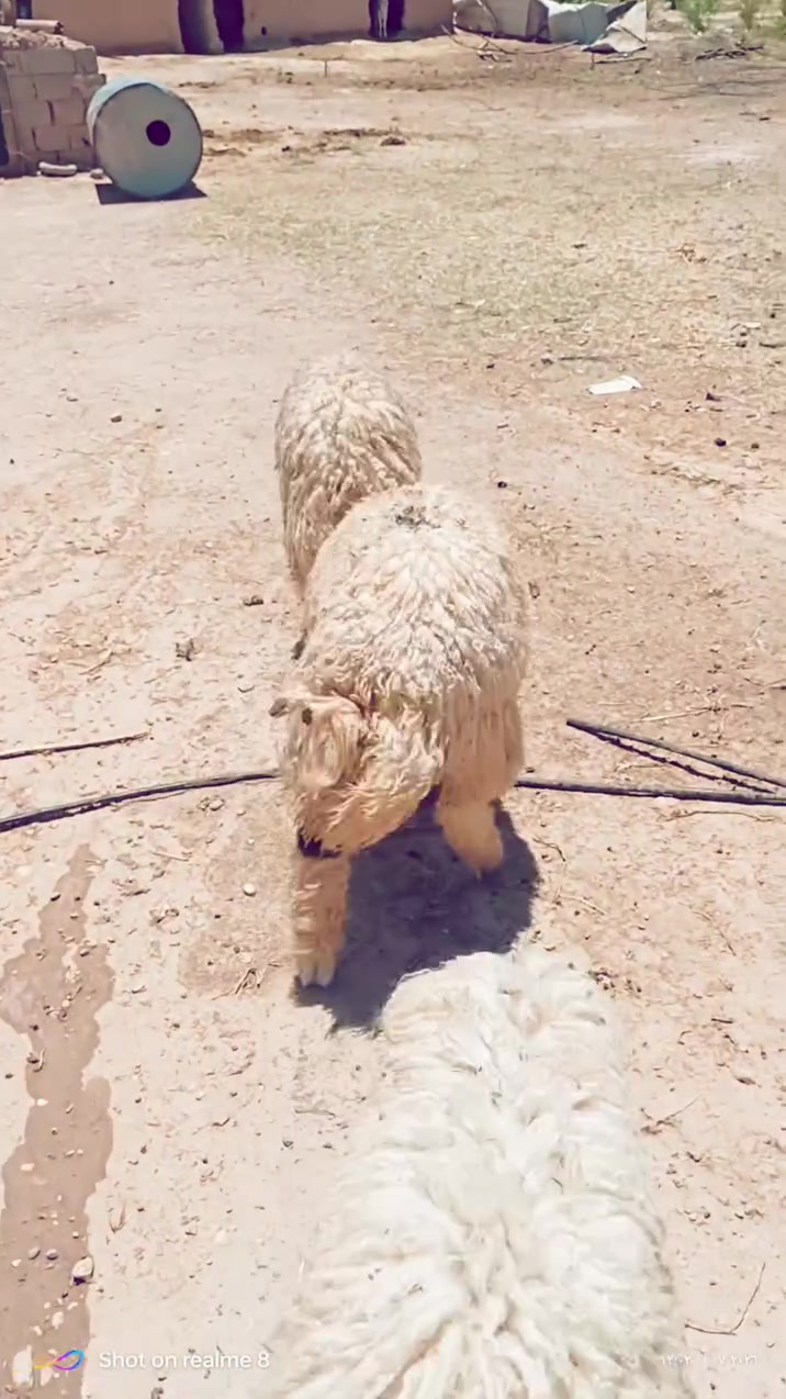 السلام عليكم
.
موجود 14 خاروف وفطيمه 1 مربوطات علئ حنطه 

***********
. 
غير متواجد ع الفيس.
