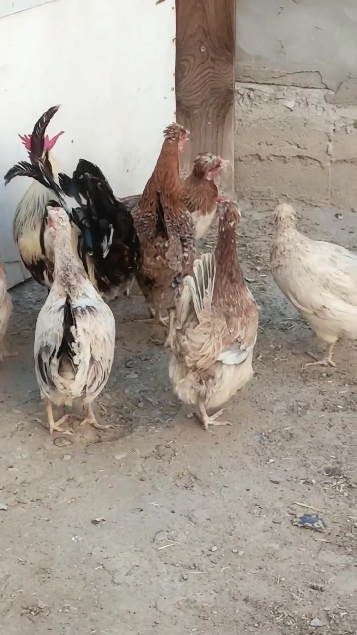 متاح كويتي افرك 6+1 الدجاج بياض بس ابيع كاطع بصره كرمة علي ***********
