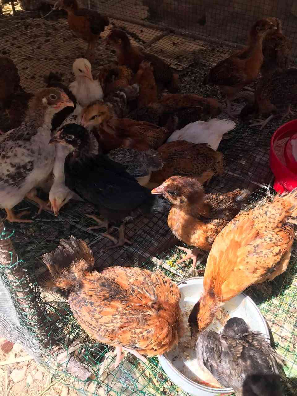 يتوفر افراخ عرب العدد 27 تك عمر شهر ماخذه كل اللقاحات 
سعر التك 3000 للمفرد وبي مجال اذا شلعه وحده 
***********
