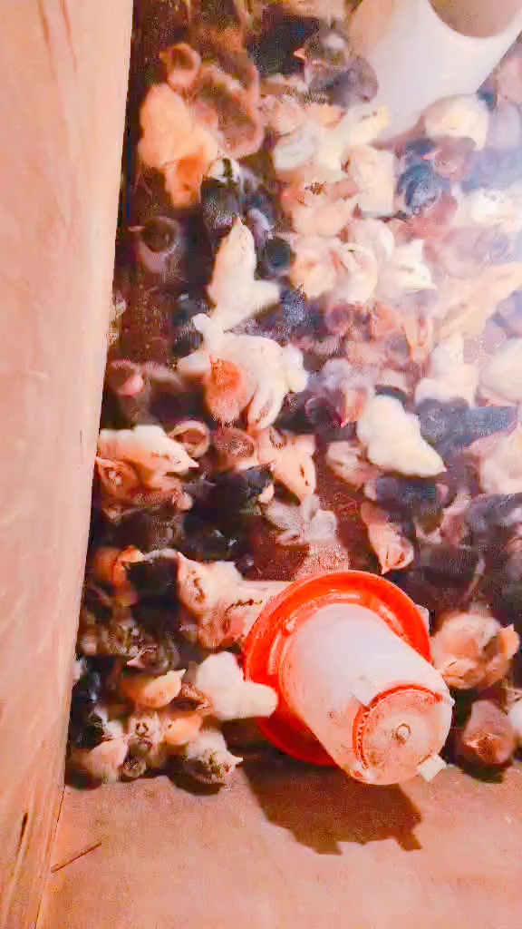 السلام عليكم وين اهل المشاريع الصغيره واللي ايريد يبدي بمشروع هذا خوش مشروع  متاح فقاسه للبيع شرط التفقيس سعه 432 بيضه فول فول تماتيك نضام وجبات وليس وجبه واحده او مراوس ب ام ال 1000 بيصه سعرها جدا مناسب ب 425 الف وبيها مجال للشراي للاستفسار الاتصال على الرقم *********** وشكراا....
