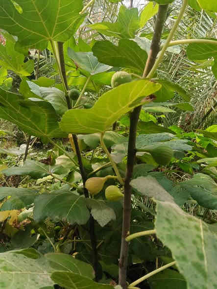 تين عرموطي الارتفاع متر نص إلى مترين سندان 21 العنوان كربلاء قضاء الحسينيه منطقة الابراهيميه جميع الشتلات حماله السعر 7000 للحجز مراسلة الصفحه *********** توصيل كميه فقط
