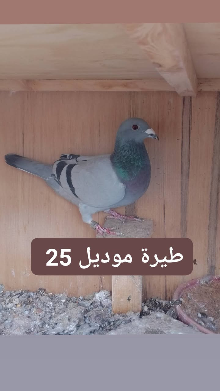 متاح 3 طواير مثل مواضحات بلصور العنوان بغداد 
للراغب بلشراء يراسلني على صفحتي متواجد انشالله 
او هذا رقمي *********** اتصلو أو راسلوني واتساب 
سعر طيرة وحده ب 25 الف وبيها مجال قليل حك جيه فقط 
أي توصيل ماعندي الطواير ماشالله بصحة جيدا جدا
