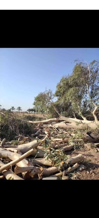 قص شجر • القادسية • خدمة ميدانية