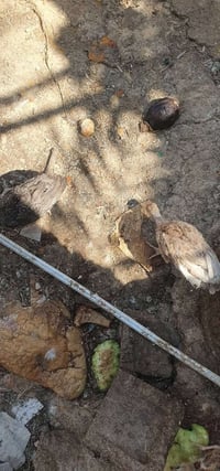 ٢٠ وزة • ٥ دجاجات بياض • ٢ شيشية عرب