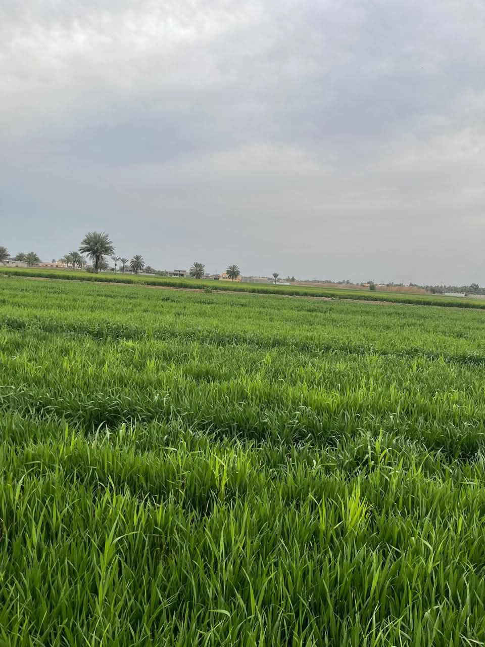 السلام عليكم✋للبيع ارض زراعية نشطة جدا  سند 25 طابو زراعي موقعها اليوسفية قرية البوعامر☝️قرب السريع الدولي👏تبعد عن بغداد 10دقايق مساحتها ٢ دونم الارض مستصلحة ماءالسقي وماء اسالة وكهرباء وتبليط قرب شارع العام الرئيسي الدولي  واجهة ٥٧ نزال 92 حدودها طبيعية🌴


**إذا كنت صاحب هذا الإعلان وتريد حذفه لأي سبب، رجاءا أرسل رسالة إلى الدعم الفني**