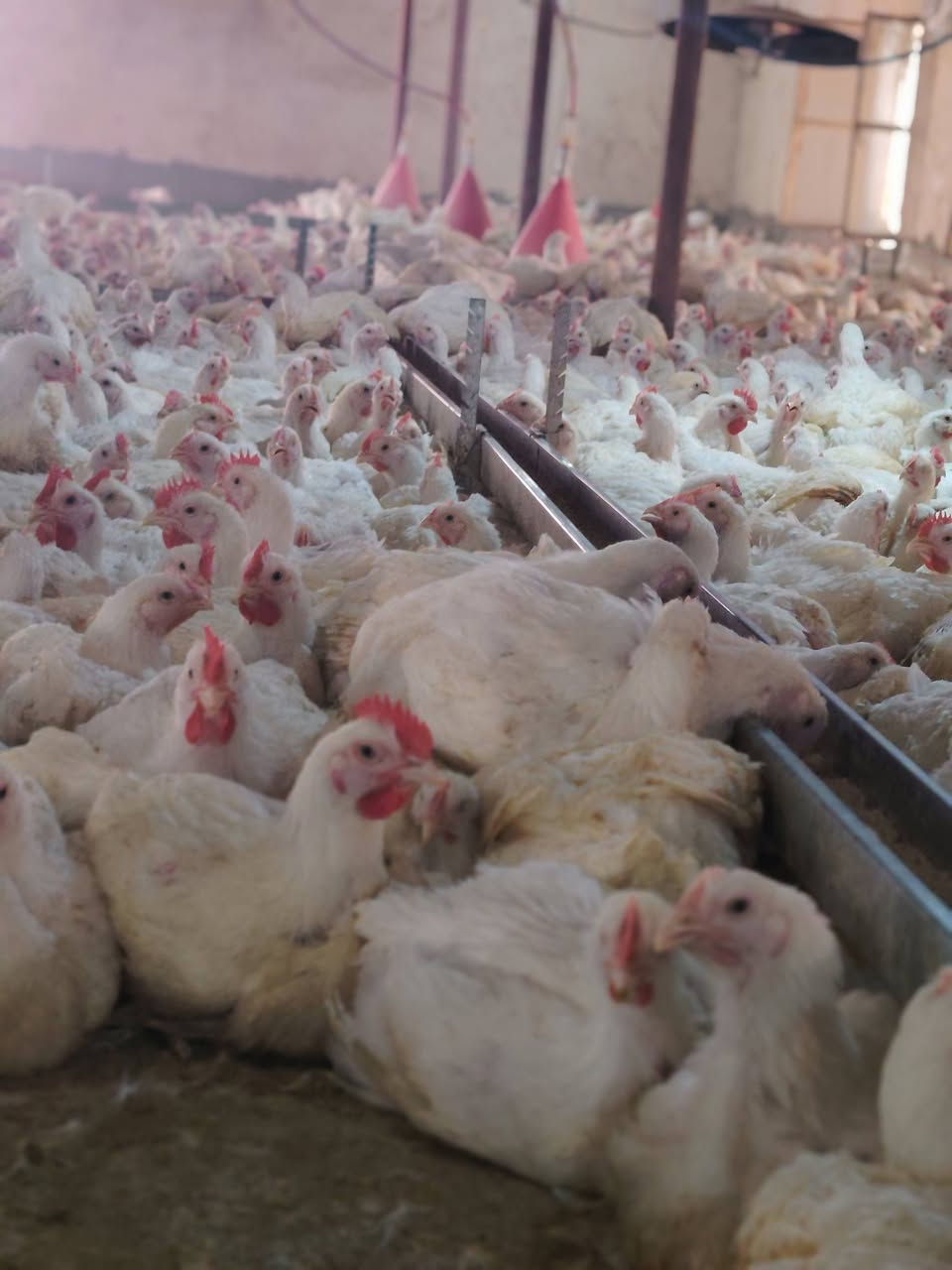 تعلن ادارة مجزرة الخيرات عن وصول وجبة دجاج جديدة  🐓

الأوزان من 1.7 الى 4 كيلو  🐓

سعر الكيلو 3250 مع التنضيف 🔥 

العنوان علوة العلم عند باب الخروج مقابل مجمع سيد الاسعار
***********
***********
