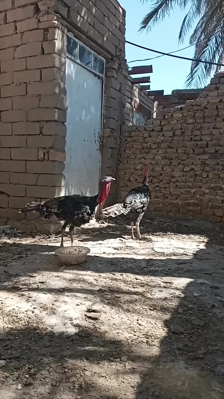 السلام عليكم فحوله فسيفس للبيع مكاني مشخاب ام عرده شرط الصحه رقم ***********
