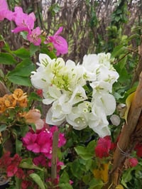 جهنمي • ٥ درجات لونية • كبير وسط