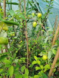 مشتل نعناع • الرفاعي الصوب الاول • توصيل