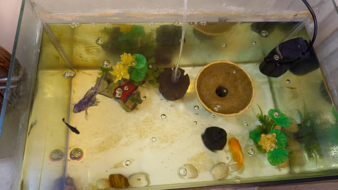 حوض سمك كامل ملحقات ما ثلاث سمكات سعر 30 الف و بي مجال العنوان الرسالة الثالثة


**إذا كنت صاحب هذا الإعلان وتريد حذفه لأي سبب، رجاءا أرسل رسالة إلى الدعم الفني**