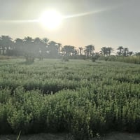 بابل السياحي • ارض زراعيه • سند ٢٥