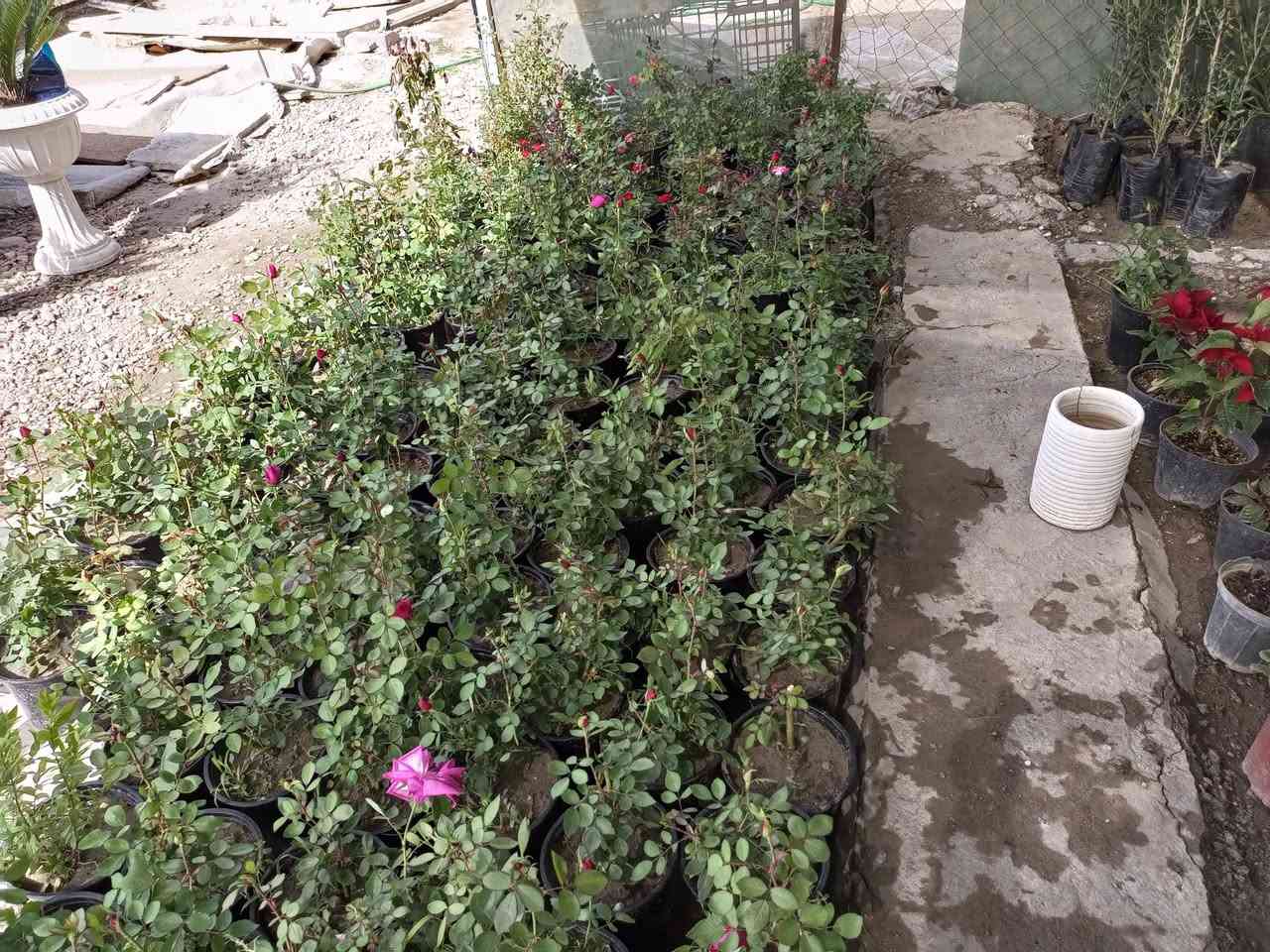 حليم لهندسة الحدائق رقمي 078 12141706
