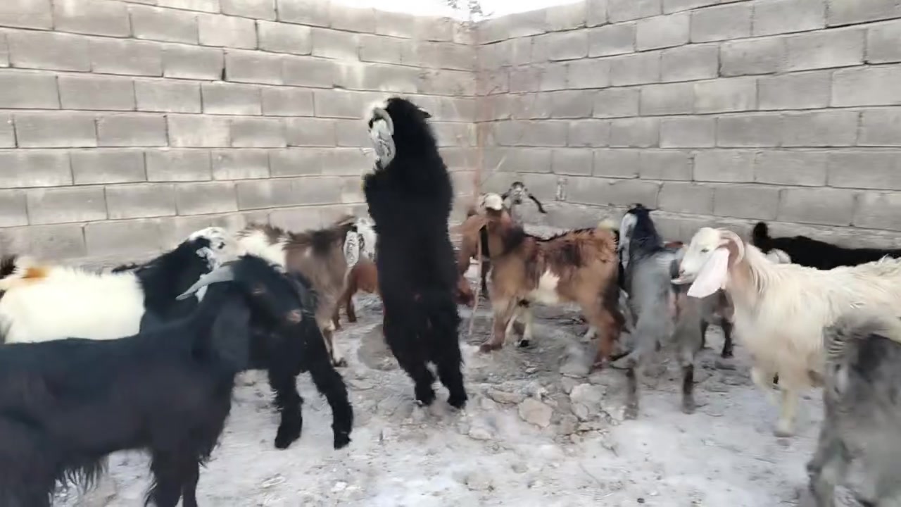 متاح جداية خشنات للبيع
***********
